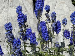 -青藏高原野生动物园