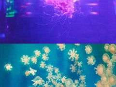 -南昌海洋公园