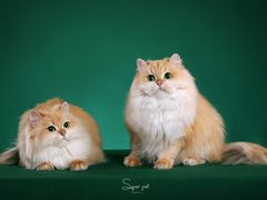 -超宠爱宠物摄影-Super pet