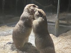 -绿色星球动物主题公园