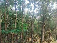 -顺峰山公园