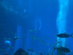 -亚特兰蒂斯•OSSIANO奥西亚诺海底餐厅