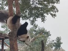 -武汉动物园