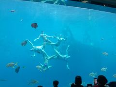 -瑞德姆美人鱼海底演艺主题餐厅(亚龙湾店)