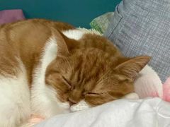 -瑞派宠物医院(搏威敦和院)