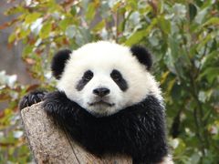 -卧龙中华大熊猫苑神树坪基地