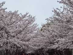 -高东镇樱花园