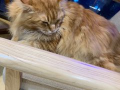 -藏猫猫咖啡主题馆(中央大道店)