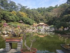 -深圳仙湖植物园-停车场
