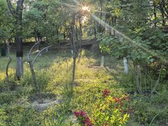 -大兴滨河森林公园