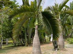 -中国科学院西双版纳热带植物园
