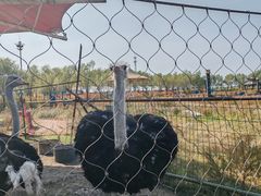 -呼兰河口湿地公园