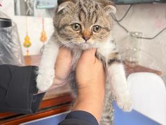 -萌兽医馆·绝育·24小时内科·宠物医院(德胜店)