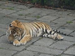 -深圳野生动物园