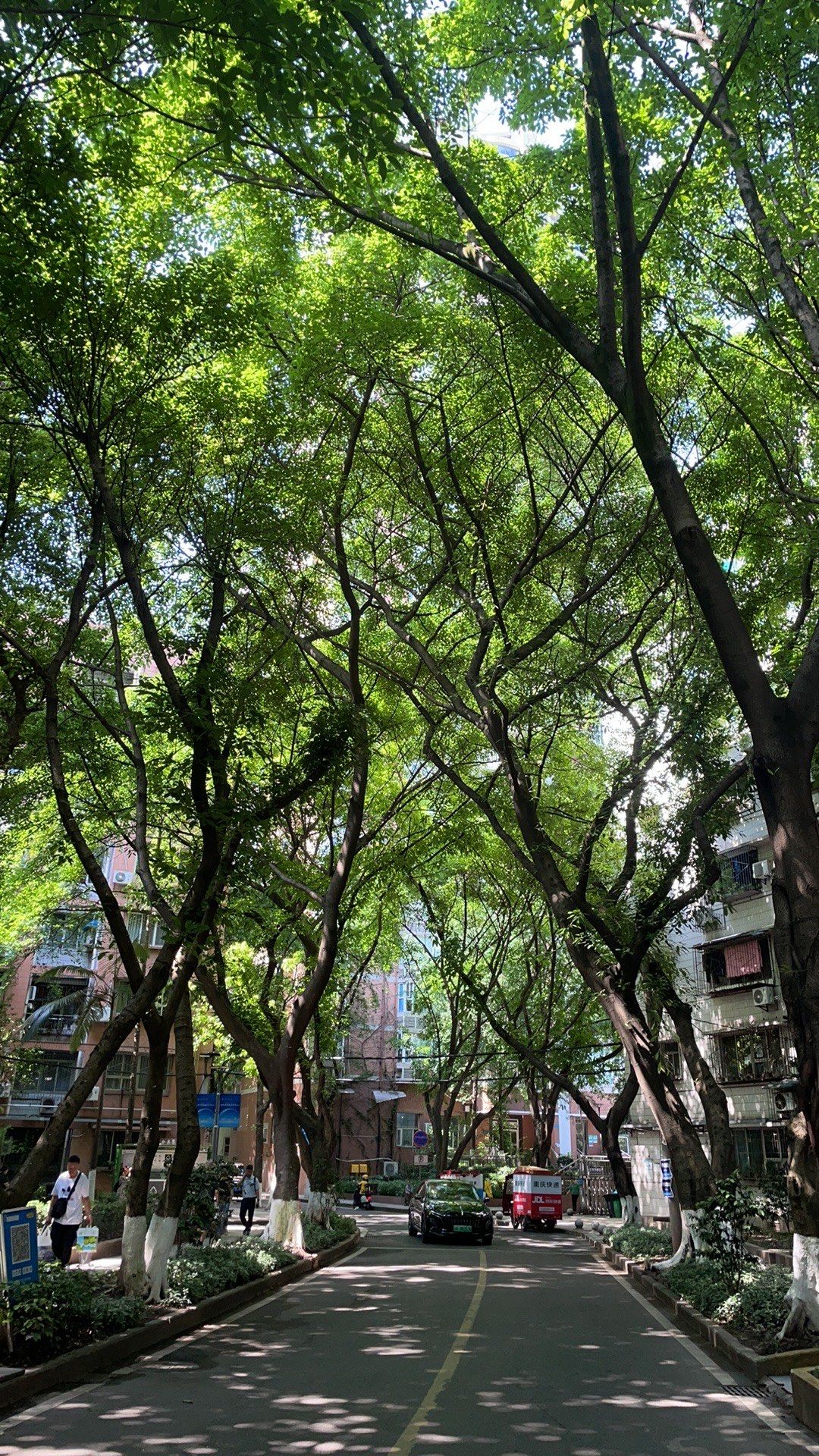 树荫下的街道