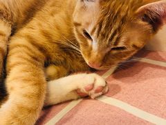 -Cappucimeow猫咪咖啡馆(韦伯时代店)