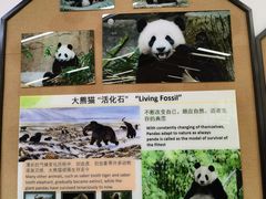 -都江堰中华大熊猫苑