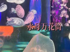 -顺德南宏海立方海洋公园