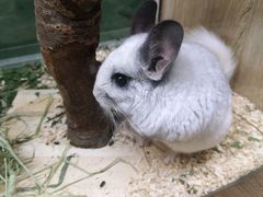 -藦茜花园宠物主题亲子互动体验馆(国顺东路店)