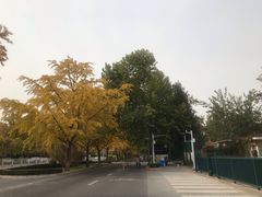 -三里屯东五街银杏大道