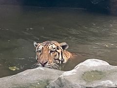 -上海野生动物园