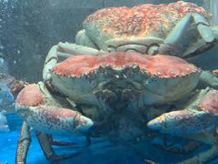 -1718海鲜姿造(苏宁宴请臻选店)