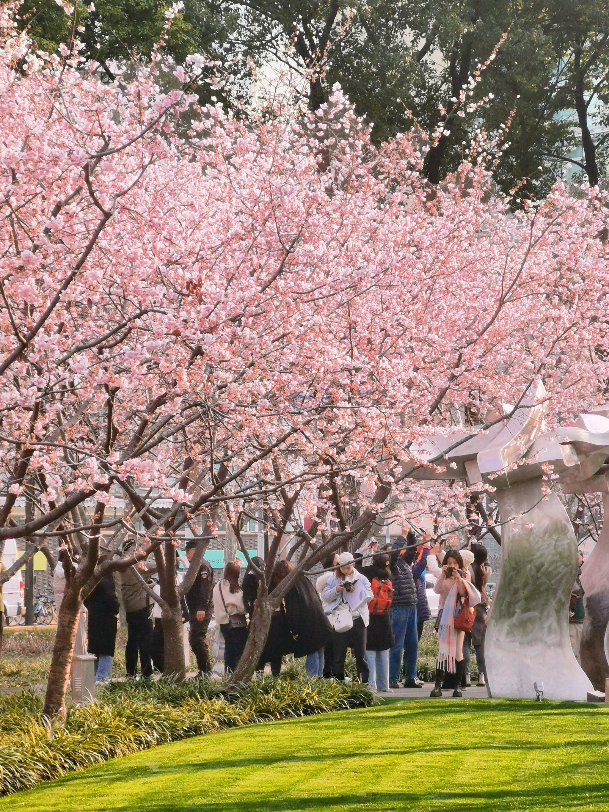 🌸上海的樱花季来咯