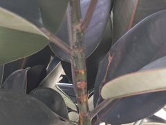 -武清南湖绿博园