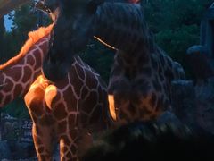 -清迈夜间动物园