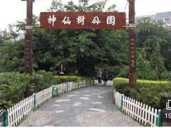 -神仙树公园