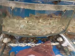 -渔中舟海鲜大排档(普陀沈家门店)