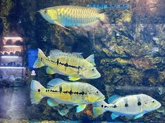 -华夏文旅海洋公园