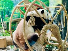 -灵玲国际马戏城