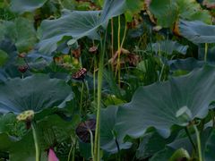 -梁鸿国家湿地公园