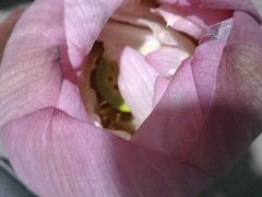 -华莱士·全鸡汉堡(皇山花园店)