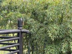 -大唐贡茶院