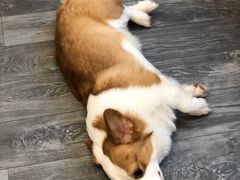 -浣熊柯尔鸭土拨鼠·电玩咖