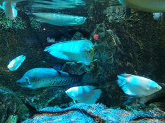 -太平洋海底世界