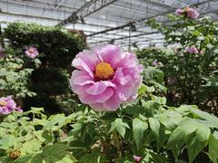 -洛阳市隋唐城遗址植物园