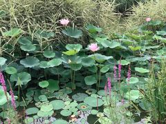 -燕郊植物园