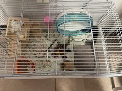 -钓仓鼠(洋桥北里小区店)