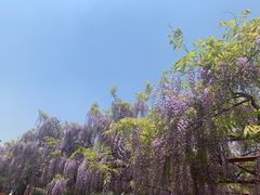 -嘉定紫藤园