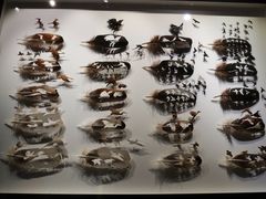 -浙江自然博物院(杭州馆)
