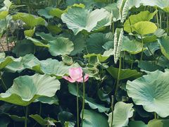 -莲花池公园