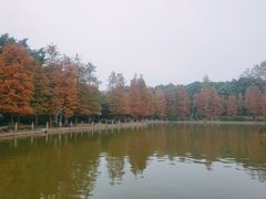 -金花茶公园