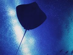 -珠海长隆海洋王国