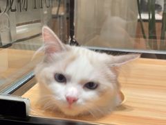 -袖虎·猫馆(体育西路店)