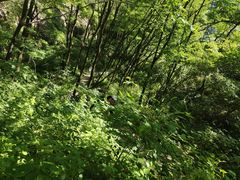 -秦岭终南山世界地质公园翠华山景区