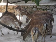 -栾川竹海野生动物园