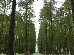 -渌洋湖湿地公园